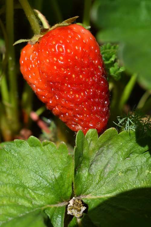 Strawberry Spring Blooming Nature Food Fruit