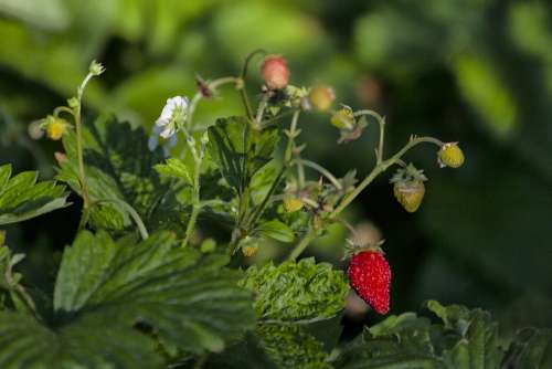 Strawberry Garden Strawberries Vitamins Mature