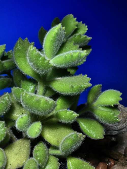 Succulent Plant Cactus Garden Nature Leaves