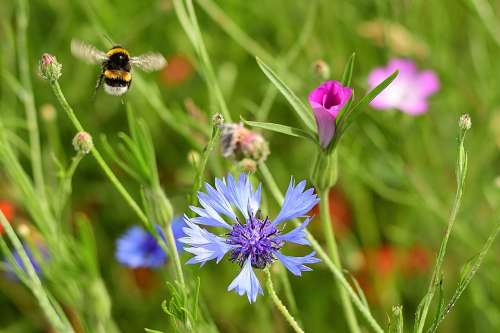 Summer Flower Meadow Hummel Nature Meadow Garden