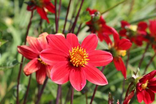 Summer Red Garden Wild Yellow Flower Blossom