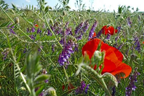 Summer Meadow Poppies Vetches Klatschmohn Nature