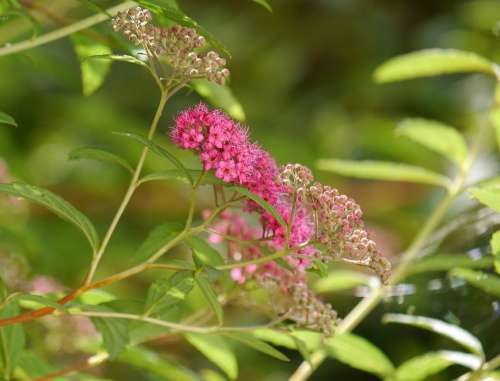 Summer Pierre Ornamental Plant Umbel Flower Buds