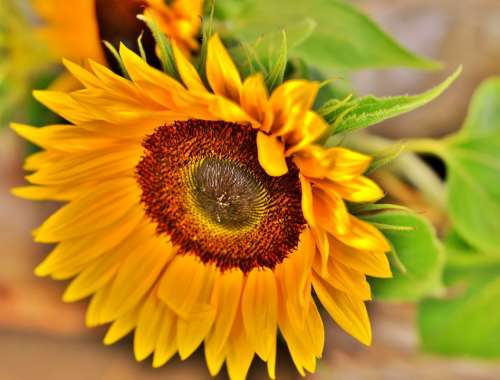 Sunflower Flower Yellow Summer Nature Bloom