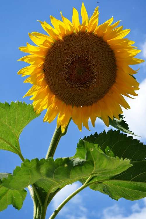 Sunflower Flower Bloom Yellow Summer Nature Sunny