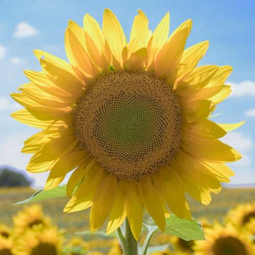 Sunflower Flower Yellow Nature Bright Helianthus