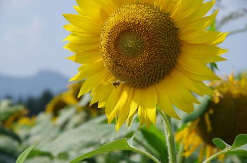 Sunflower Flower Yellow Summer Natural Bloom