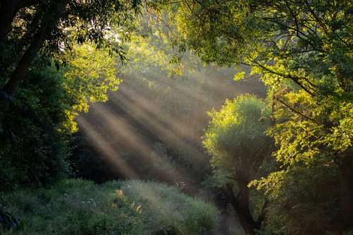Sunrays Through Trees Sun Rays Light Rays Stream