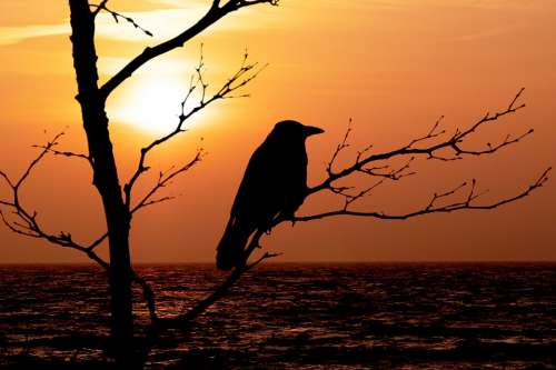Sunrise Hooded Crow Bird Grey Black Morning Mood