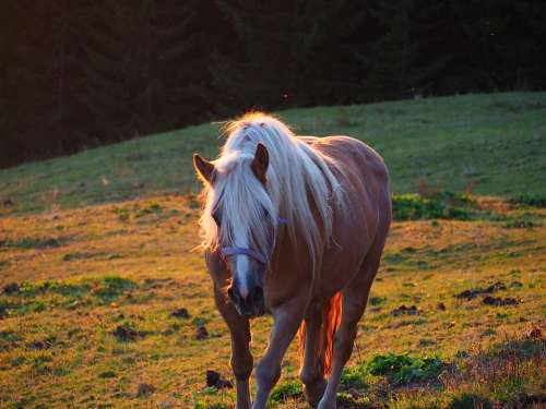 Sunset Mountains Evening Vorarlberg Horses
