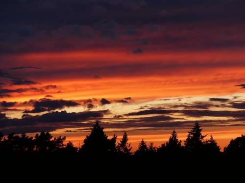 Sunset Firs Conifers Afterglow Sky Silhouette