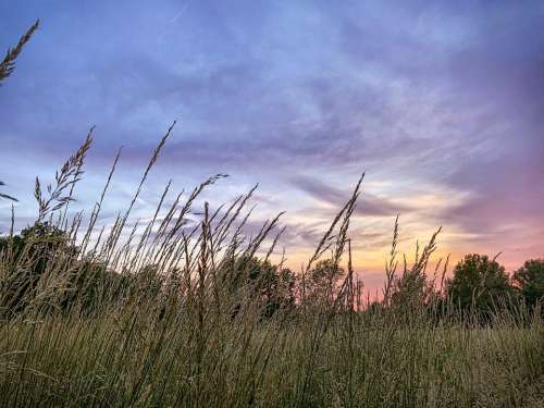 Sunset Meadow Grass Purple Clouds Nature
