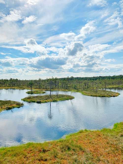 Swamp Pond Latvia Waterscape