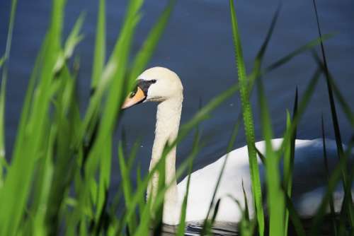 Swan Animal Nature Water Lake Swim Feather