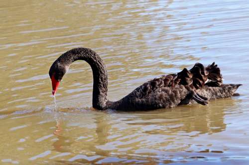 Swan Bird Lake Fishing Water Drops Outdoors Park