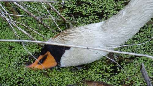 Swan Bird Lake Nature Fauna The Creation Of