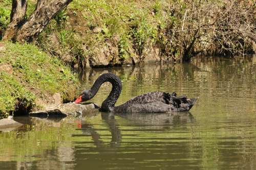 Swan Curitiba Lake Vision Unilivre Birds Nature