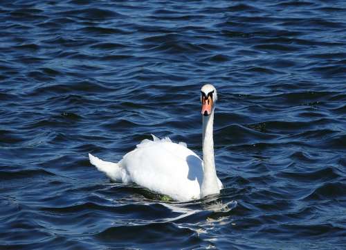 Swan Bird White Animal Animal World Lake Park