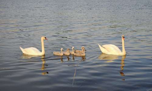 Swans Family River Birds Nature Wild Floating