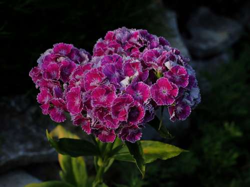 Sweet William Garden Flower Purple Plant Pink
