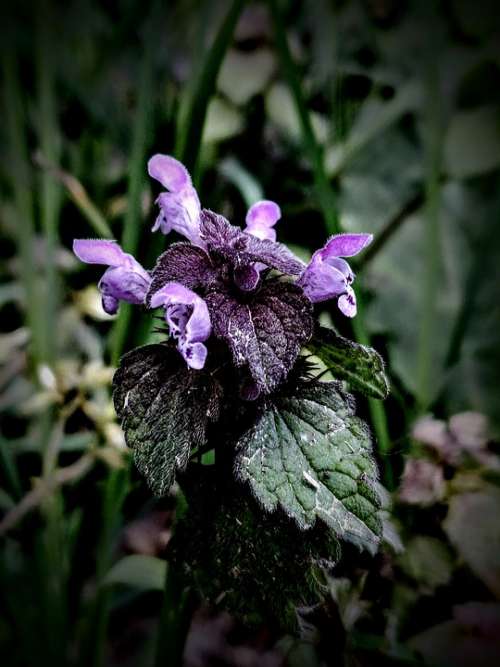 Taubnessel Purple Green Plant Wildflower Wild