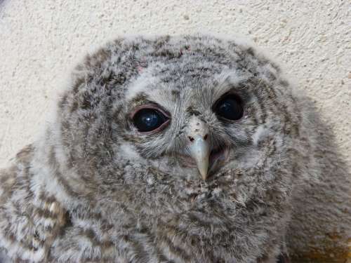Tawny Owl Gamarús Chicken Down