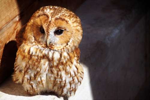 Tawny Owl Owl Predator Night Bird Eyes Cute