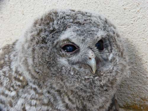 Tawny Owl Gamarús Night Bird Chicken Down