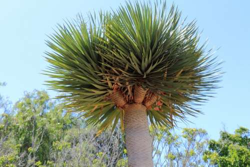 Tenerife Dragon Tree Tree Canary Islands