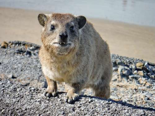 The Hyrax Marmot Animal Animal Portrait Portrait