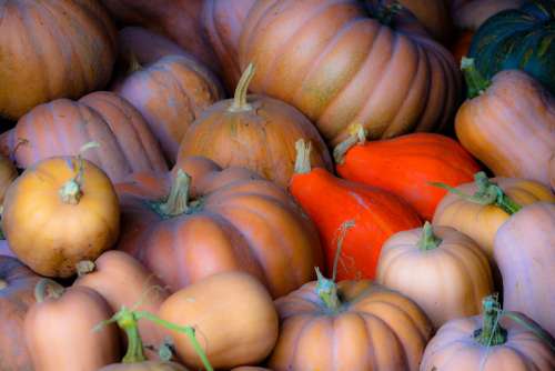 The Latest Autumn Orange Food Colorful Halloween