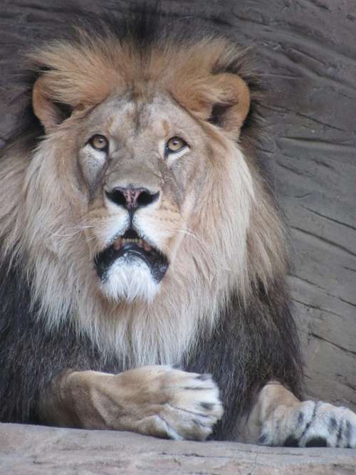 The Lion Leon Head Animals Animal Predator