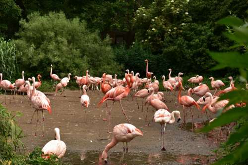 The Zoo Animal Bird Feathers Beak Pink Nature