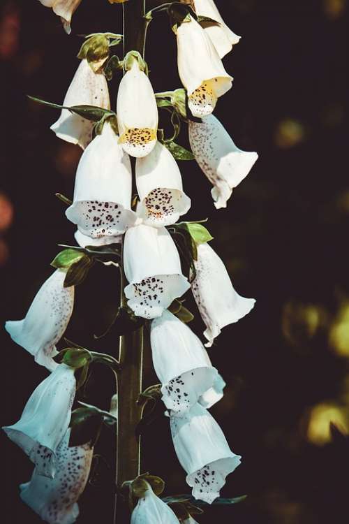 Thimble Flower Blossom Bloom Blooms White Bell