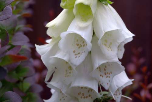 Thimble Garden Flower Plant Nature Blossom Bloom