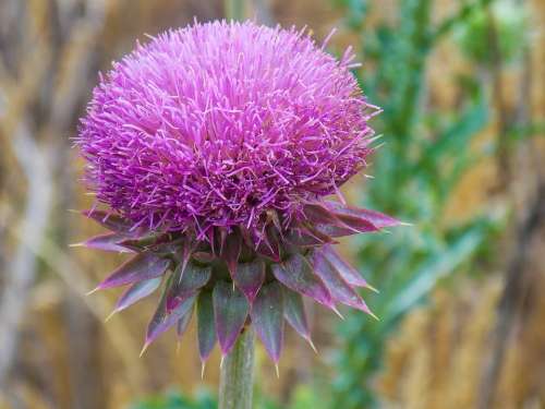 Thistle Purple Flower Nature Outdoors Green