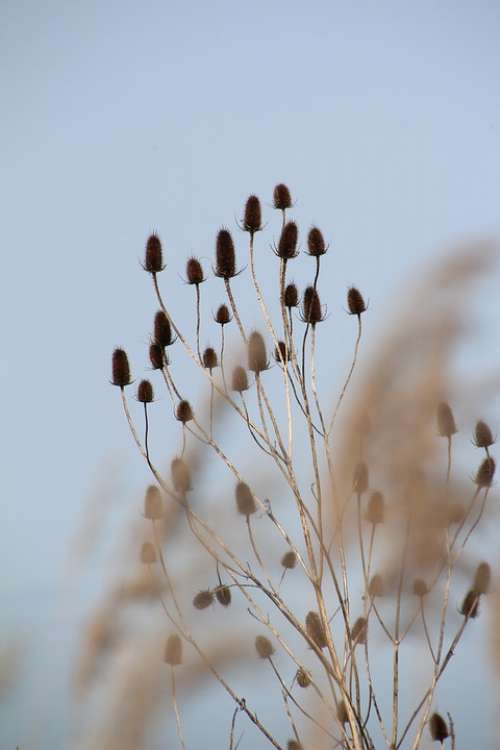 Thistle Flowers Dry Nature Marais Poitevin Charente