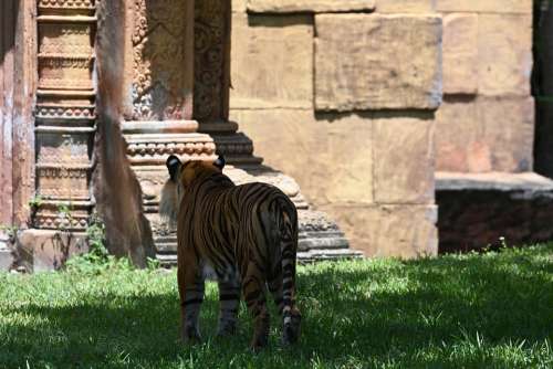 Tiger Zoo Stripes Mammal Predator Africa Wild