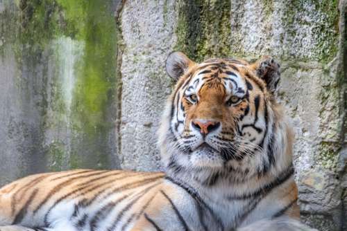 Tiger Siberian Animal Creature Predator Big Cat