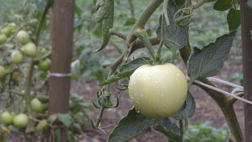 Tomato Growing Vegetables Vegetables Horticulture