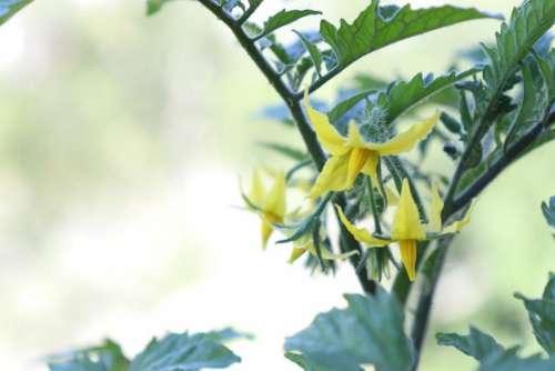 Tomatoes Yellow Flowers Nature Green Grappelina