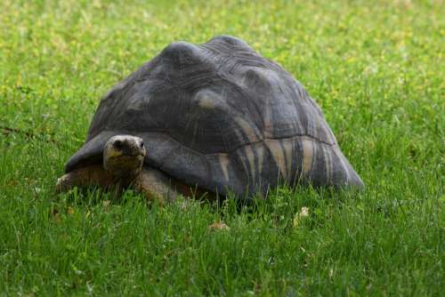 Tortoise Turtle Shell Reptile