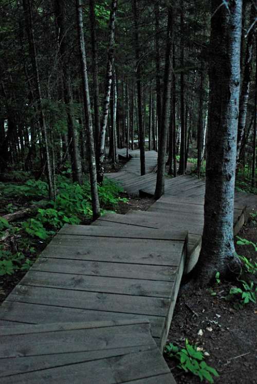 Trail Journey Woods Downhill Pathway Outdoor