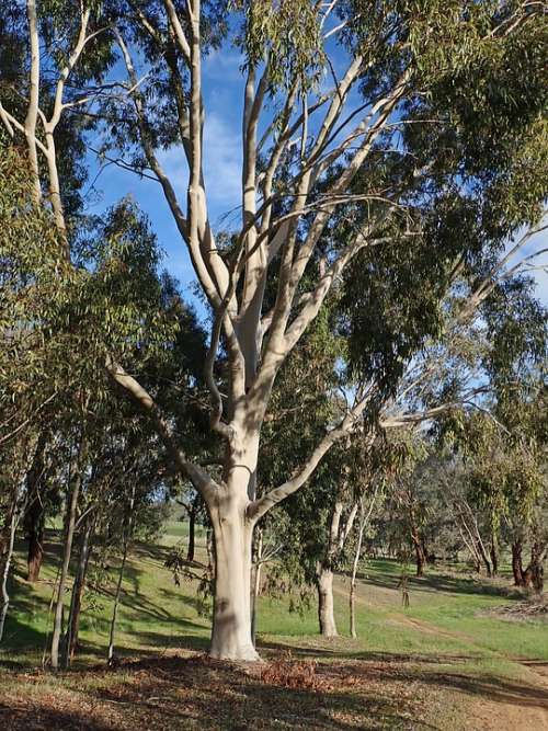 Tree Australian Gum Native Eucalyptus Forest