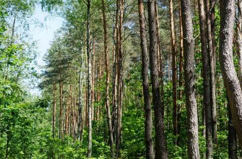 Trees Top Forest Nature Landscape Leaves Green