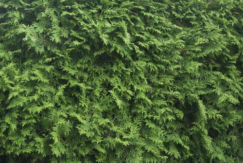 Tujenhecke Hedge Texture Background Plant Leaves