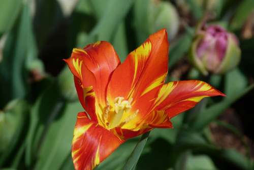 Tulip Spring Flower Orange Garden Standen Nt