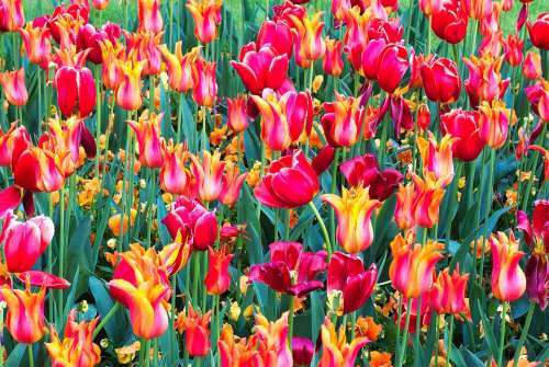 Tulips Colourful Spring Flowers Bright Red Orange