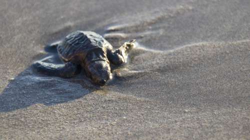 Turtle Baby Baby Turtle Olive Ocean Sand Sea