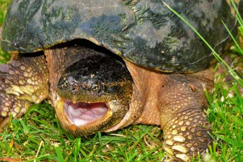 Turtle Snapping Turtle Snapping Large Closeup